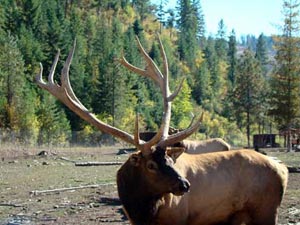 Bull Elk on Elk Valley Ranch