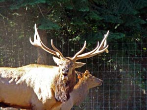 Pair of Elk on Elk Valley Ranch